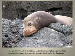 Image of Galapagos Sea Lion