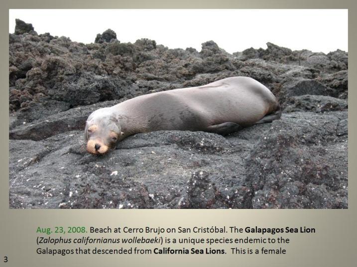 Image of Galapagos Sea Lion