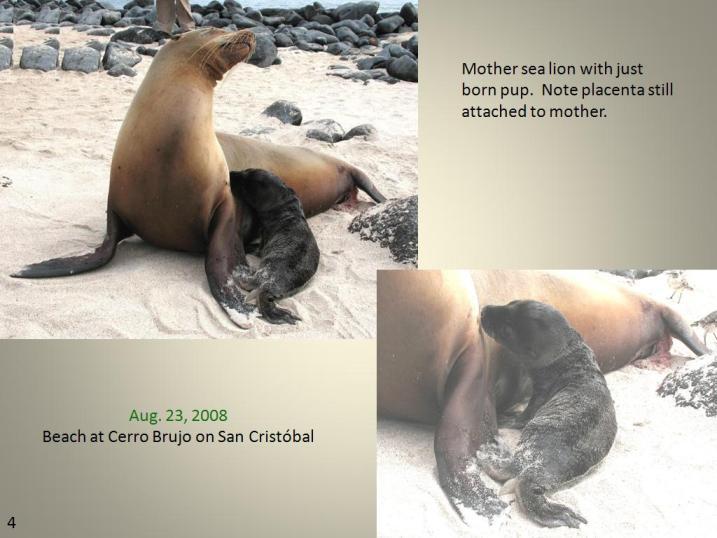 Image of Galapagos Sea Lion