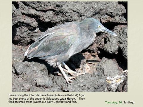 Image de Héron des Galapagos