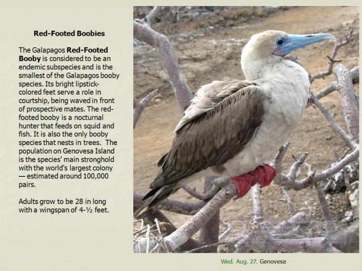 Image of Red-footed Booby