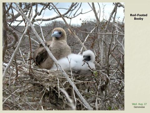 Image of Red-footed Booby