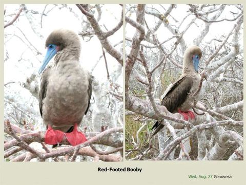 Image of Red-footed Booby