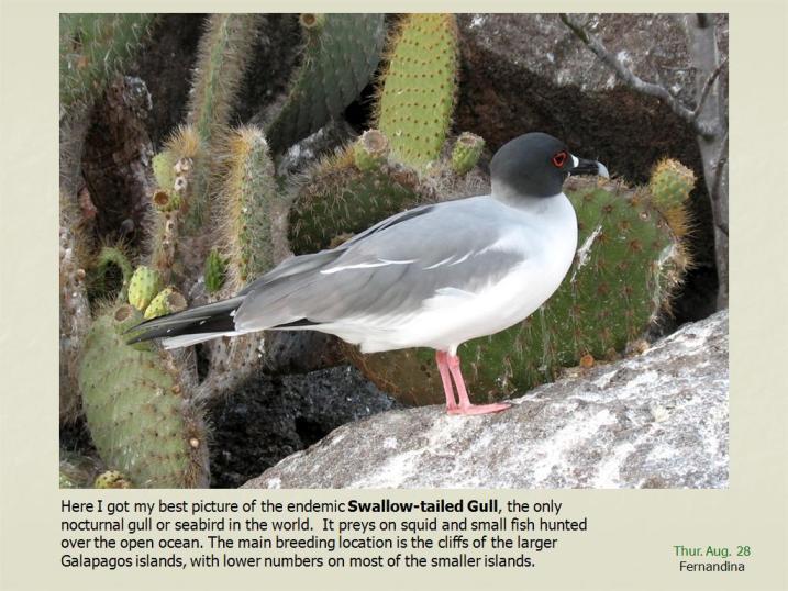 Image of Swallow-tailed Gull