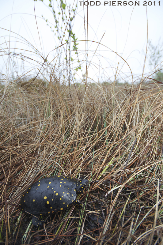 Image of Spotted Turtle