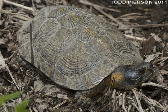 Image of Wood Turtle