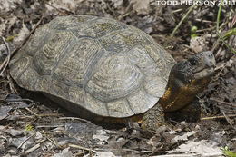 Image de Tortue des bois