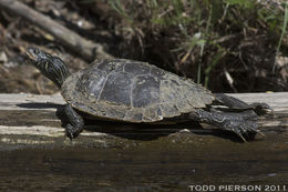Image of Common Map Turtle