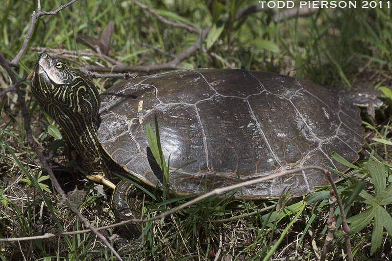 Image of Common Map Turtle