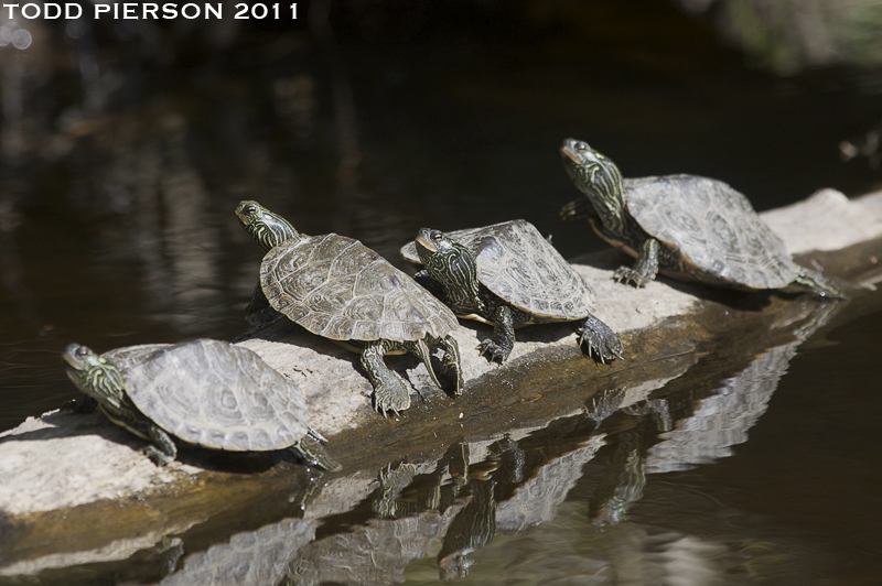 Image of Common Map Turtle