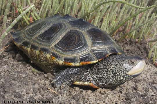 Image of Diamondback Turtle