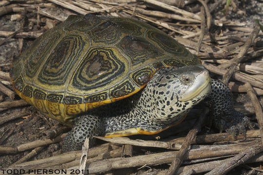 Image of Diamondback Turtle