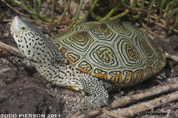 Sivun Malaclemys terrapin (Schoepff 1793) kuva