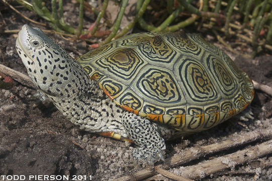 Image of Diamondback Turtle