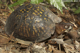 Image of American Box Turtle