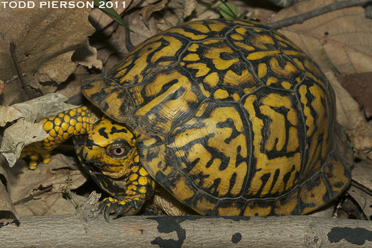 Image of American Box Turtle