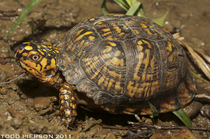 Image of American Box Turtle