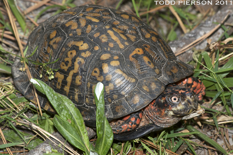 Image of American Box Turtle