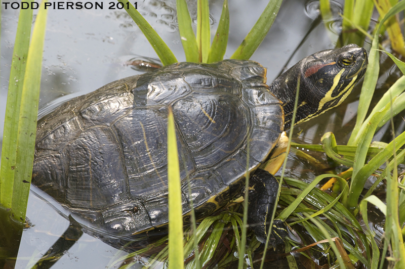 Image of Cumberland Slider