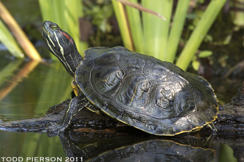 Image of Cumberland Slider