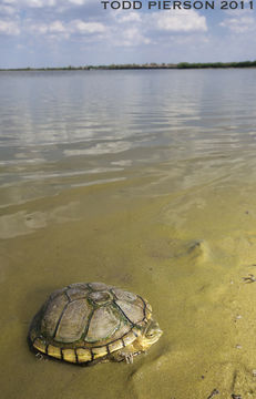 Image of Yellow Mud Turtle