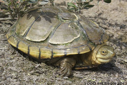 Image of Yellow Mud Turtle