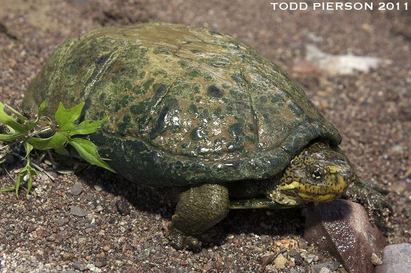 Image of Sonoran mud turtle