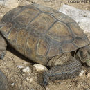 Image of Sonoran desert tortoise