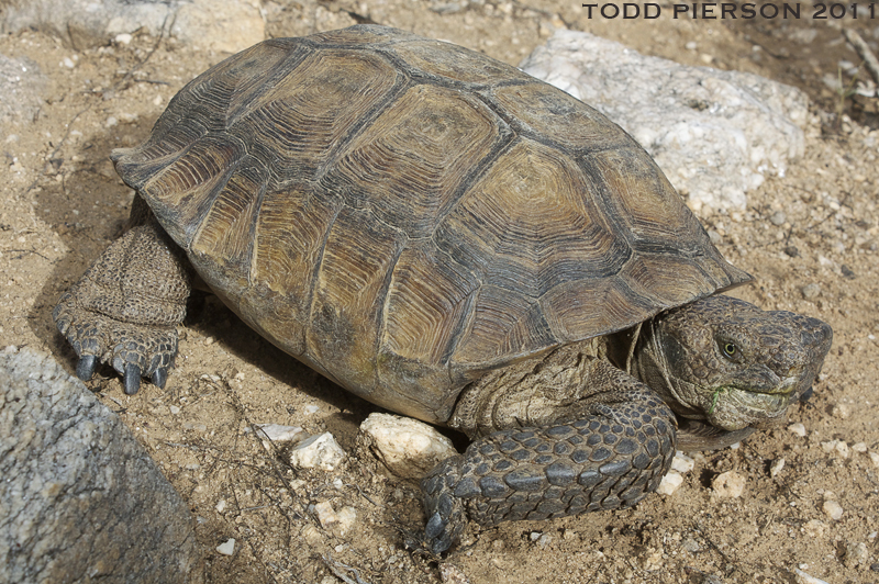 Image of Sonoran desert tortoise