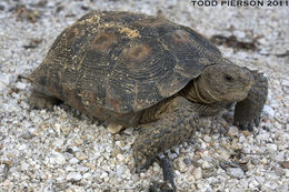 Image of Sonoran desert tortoise