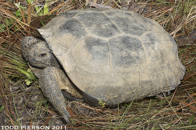 Image of (Florida) Gopher Tortoise