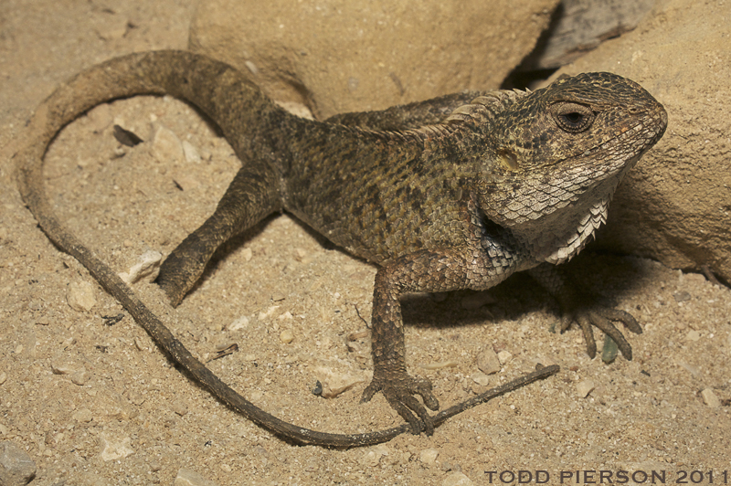 Image of Changeable lizard