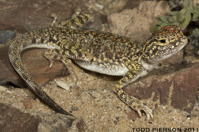 Image of Arabian Toadhead Agama