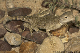 Image of Blacktail Toadhead  Agama