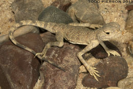 Image of Blacktail Toadhead  Agama