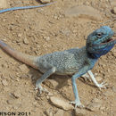 Image of Afro-Arabian Desert Agamas