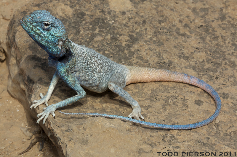 Image of Sinai agama