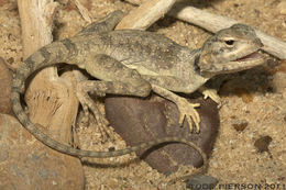 Image of Sinai agama