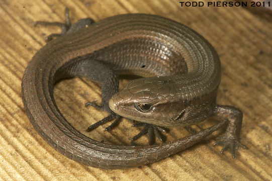 Image of Morelet's Alligator Lizard