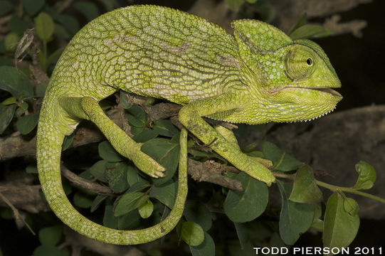 Image of Arabian Chameleon