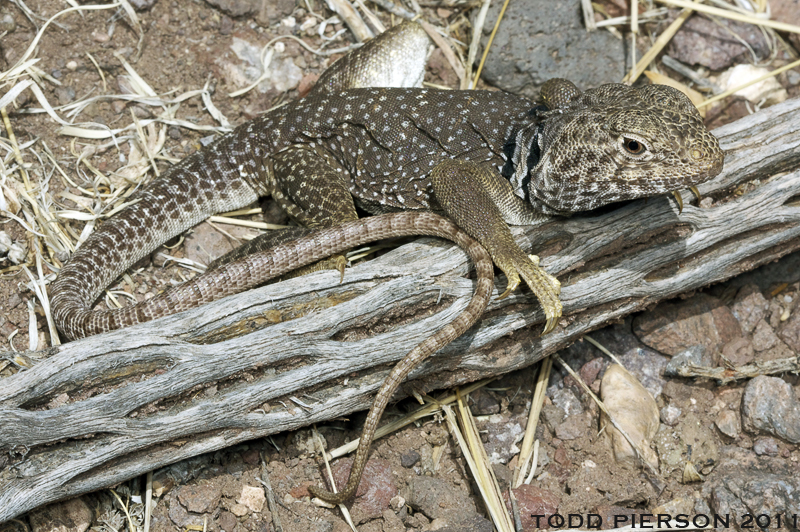 Image of Eastern Collared Lizard