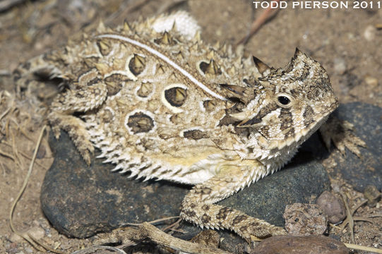 Image of Texas Horned Lizard