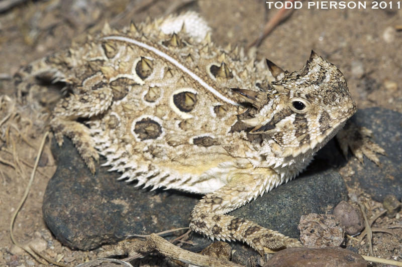 Phrynosoma cornutum (Harlan 1824) resmi