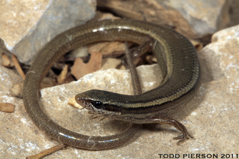 Image of Asian snake-eyed skink