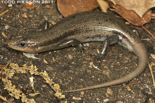 Image of Common Five-lined Skink