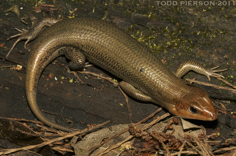 Plestiodon laticeps (Schneider 1801) resmi