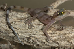 Image of Gallagher's Gecko