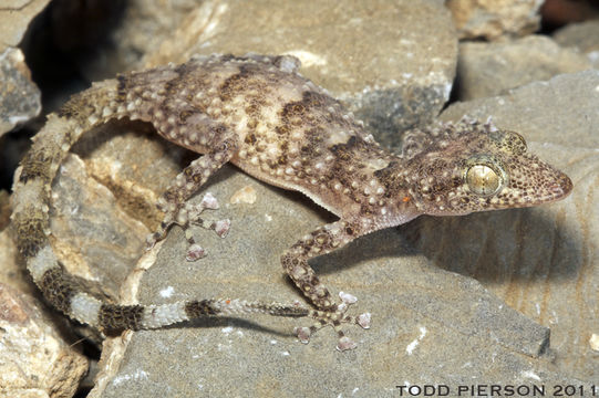 Image of Asaccus montanus Gardner 1994