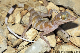 Image of Asaccus platyrhynchus Arnold & Gardner 1994