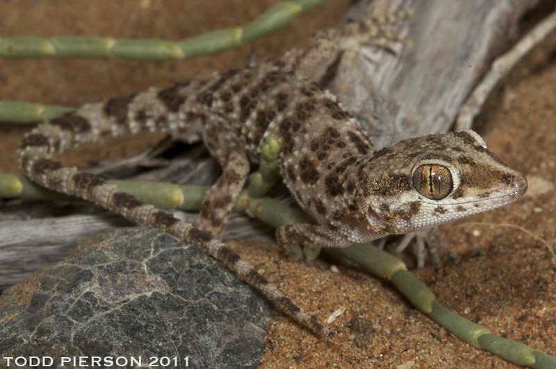 Image of Baiuch Rock Gecko